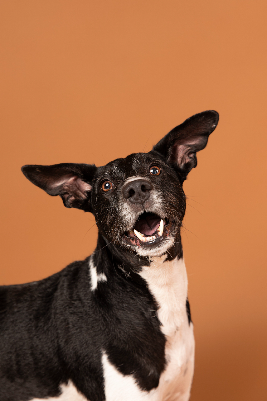 Happy dog