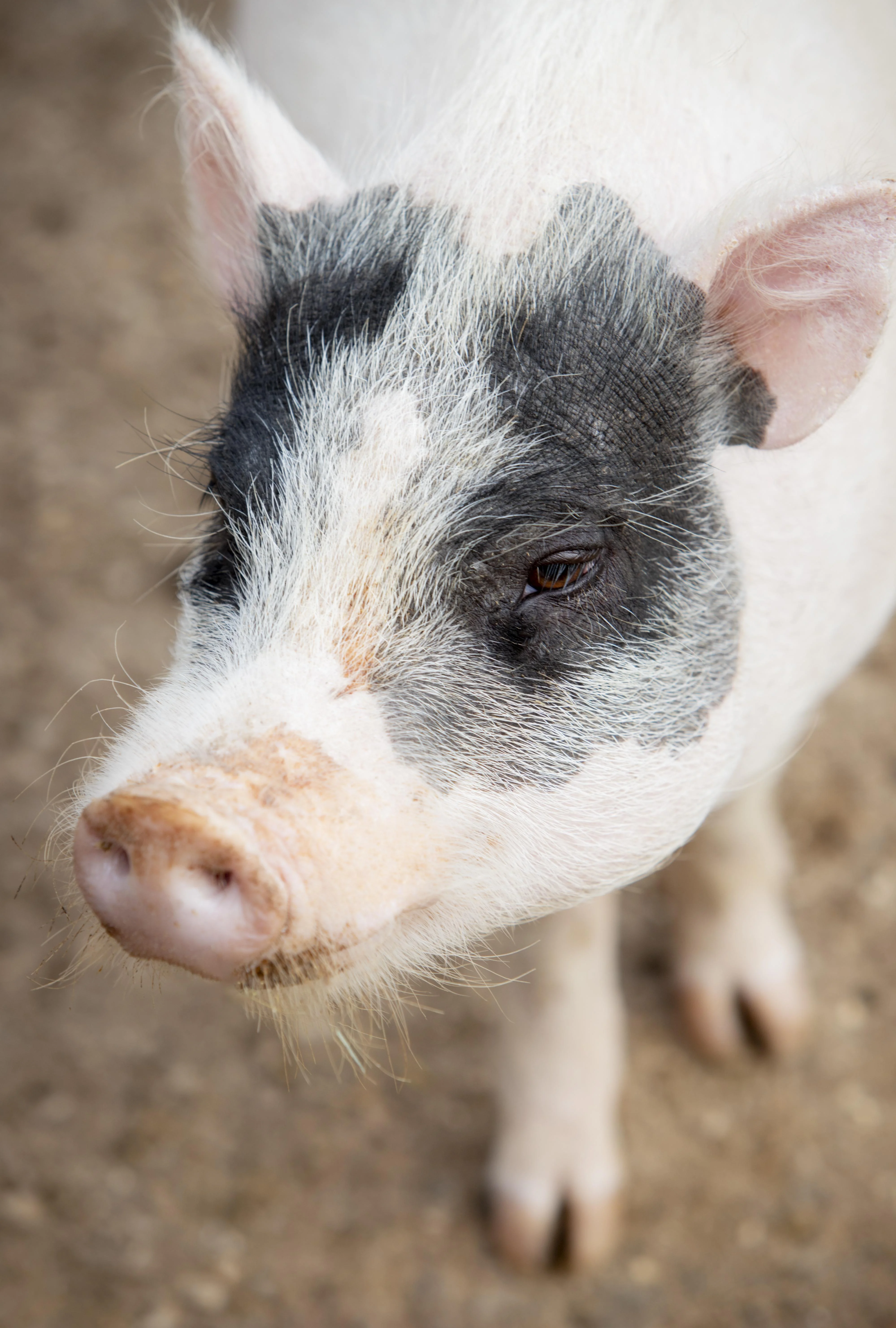 Pigs and sows