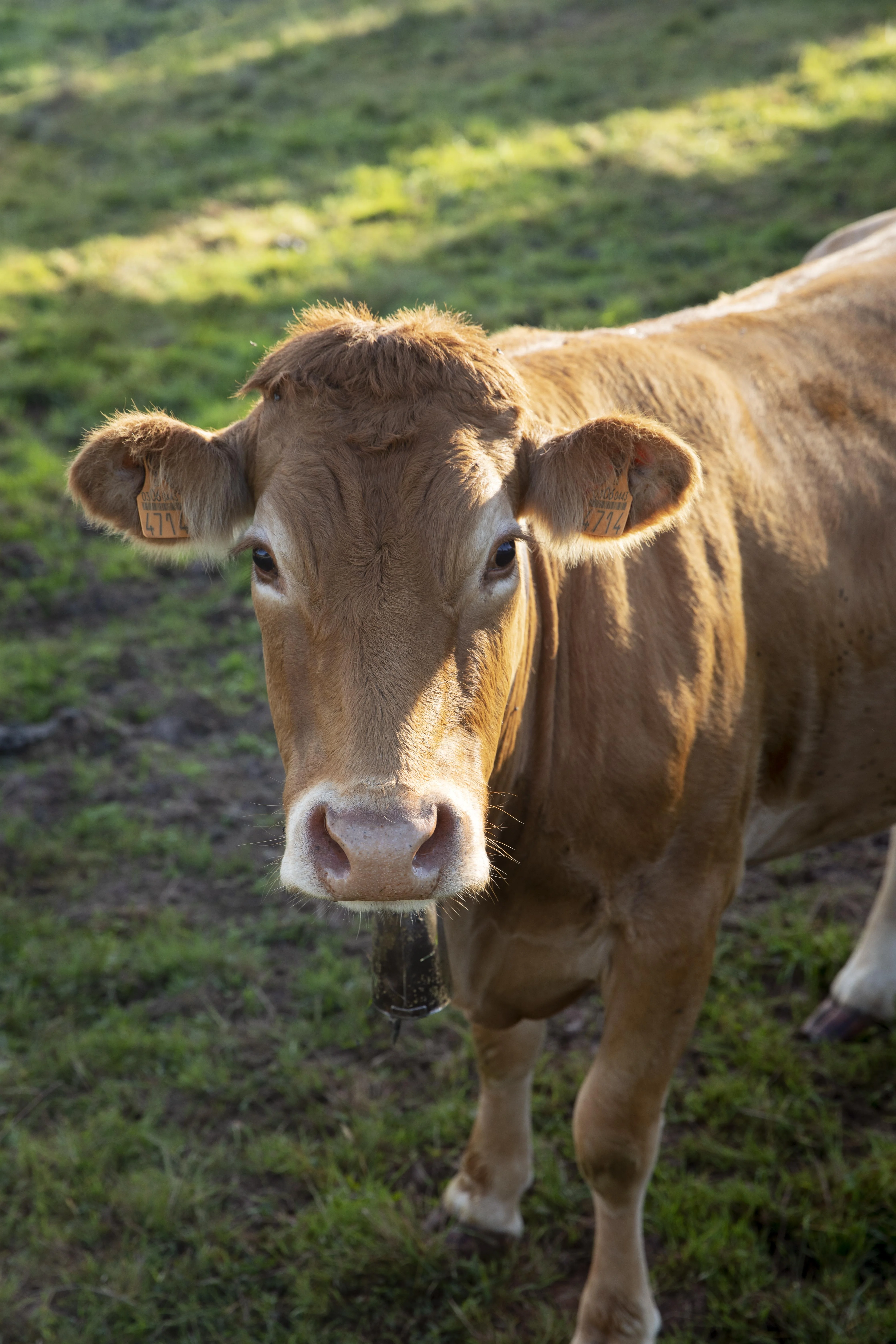 Calves & cattle