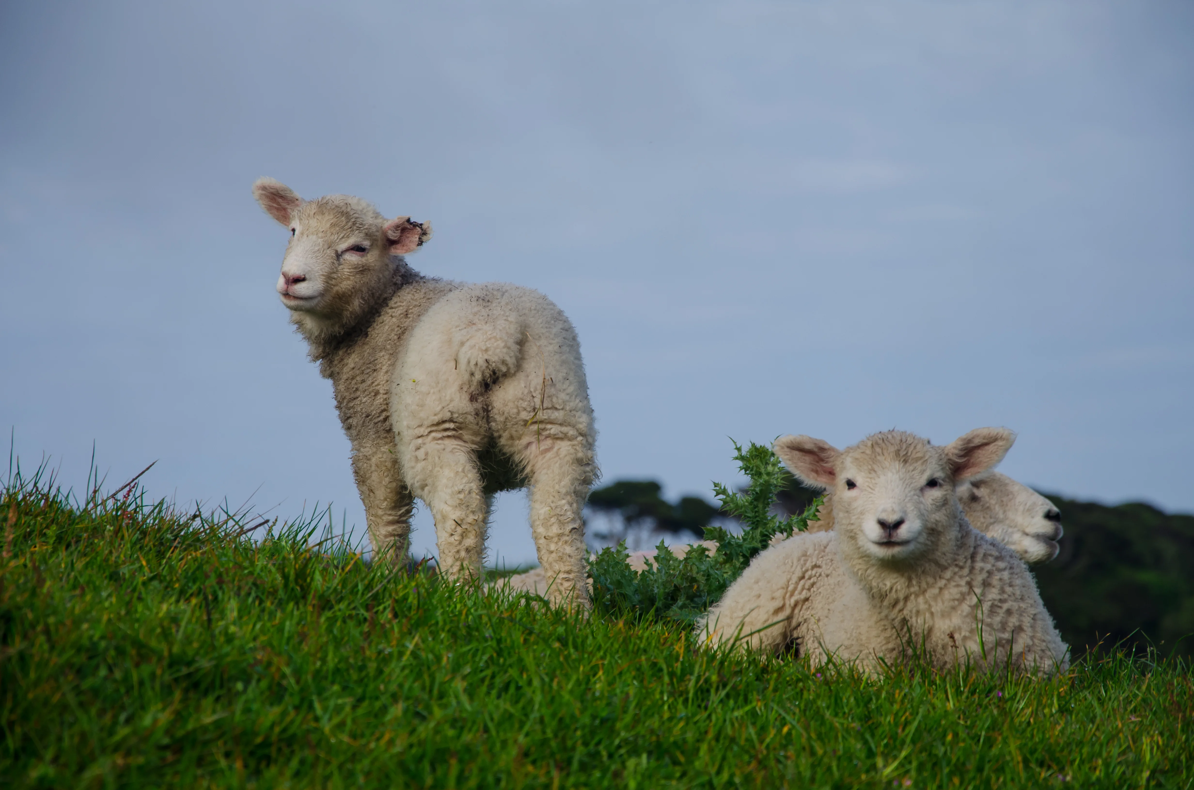 Sheep