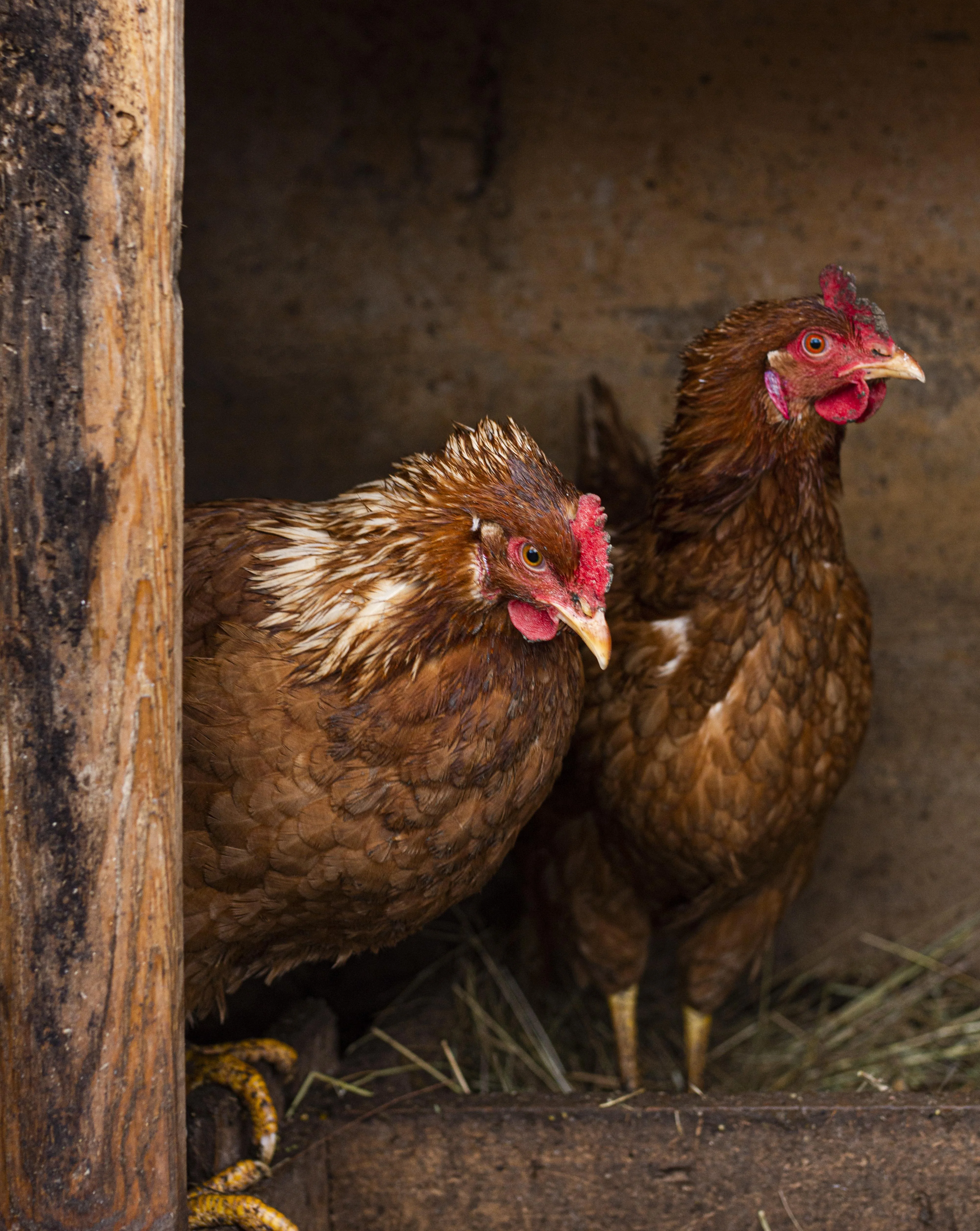 Hens