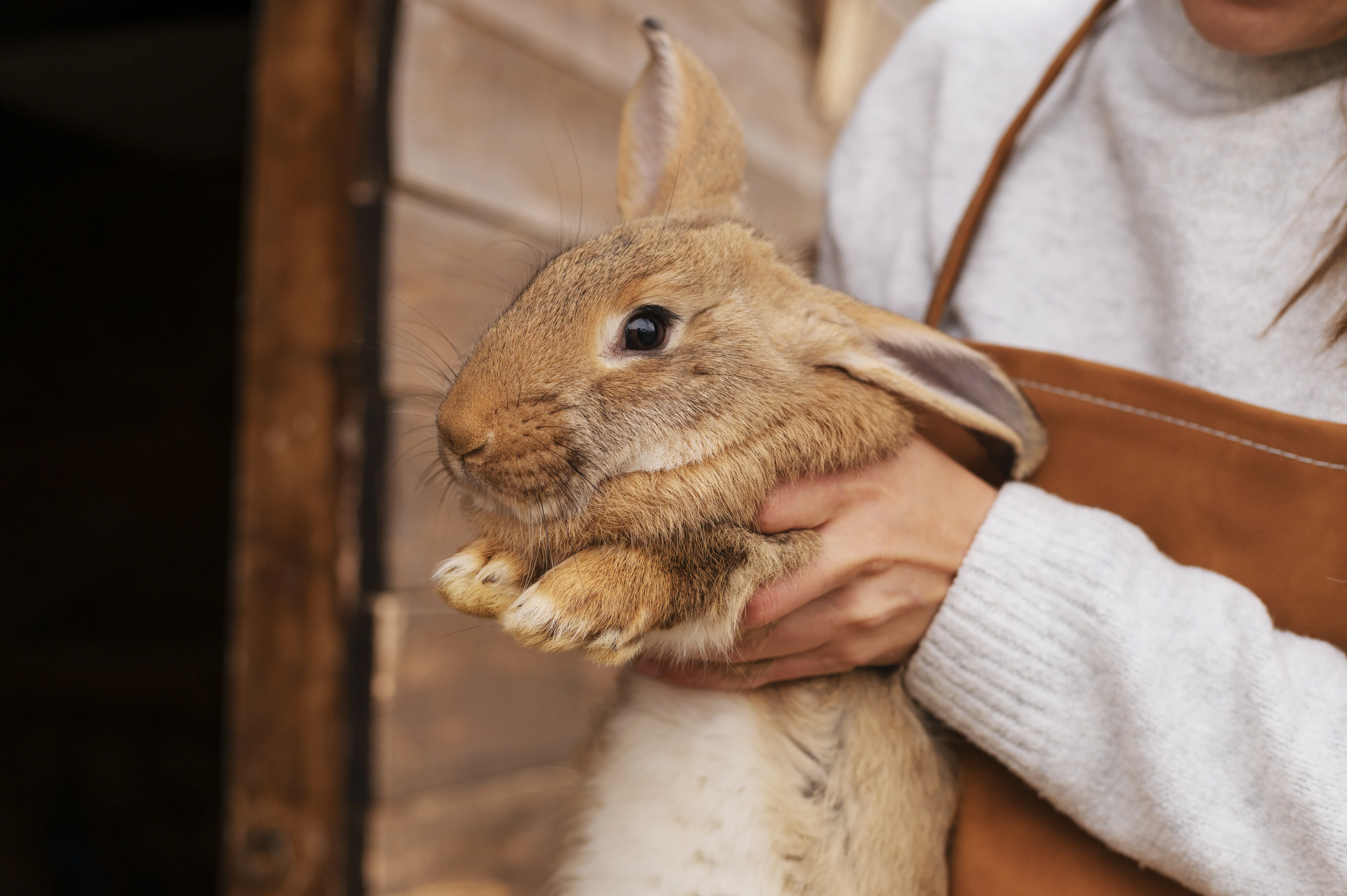 Rabbits