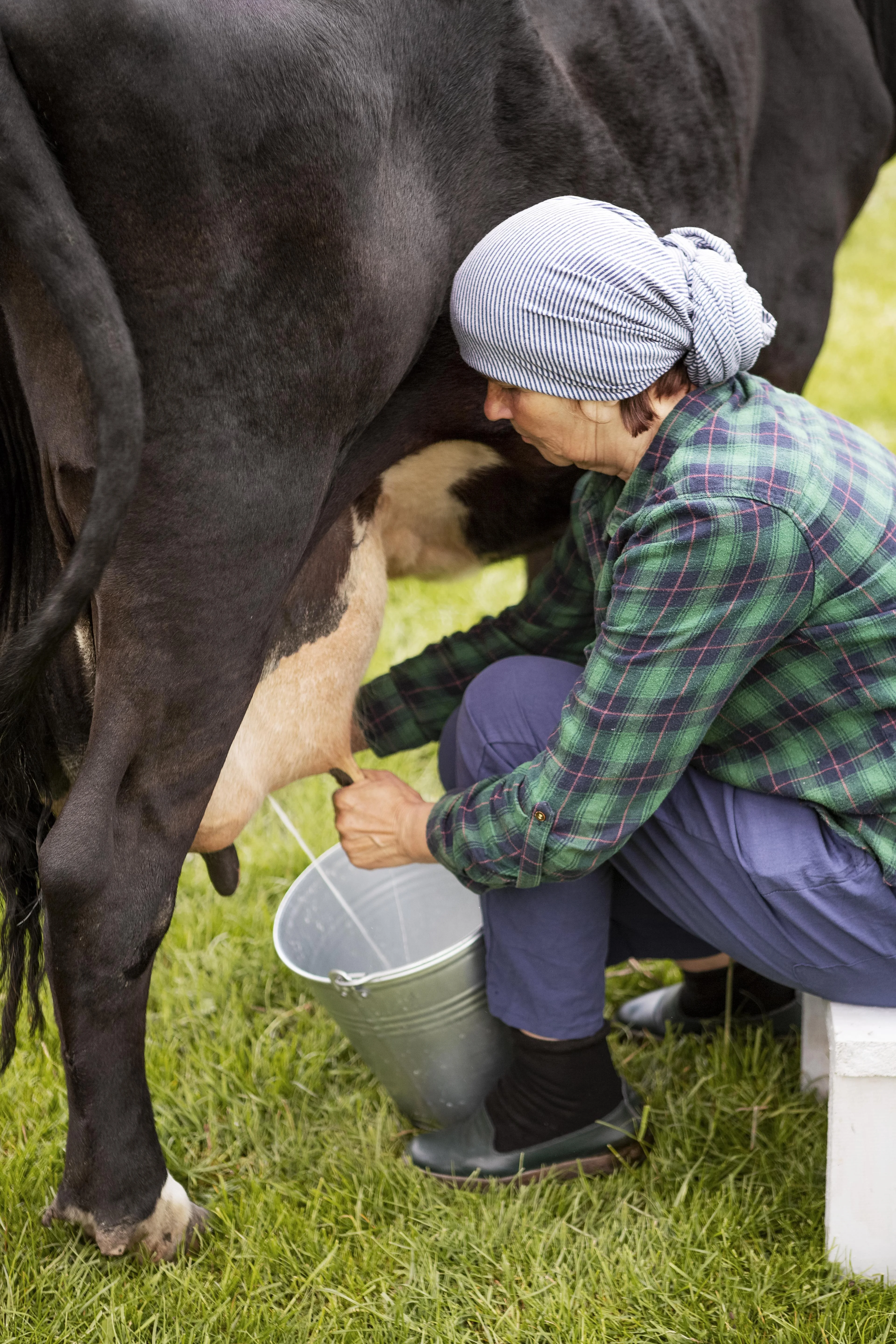 Dairy cows